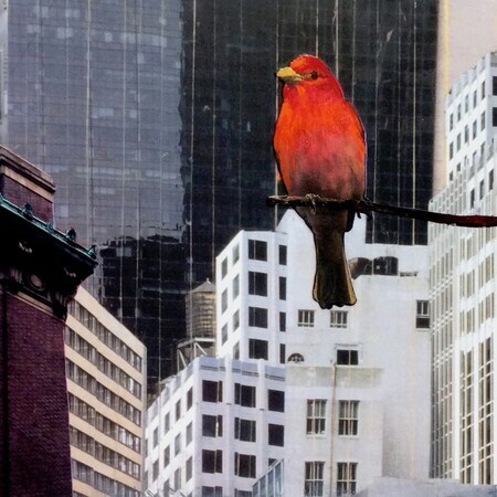 Birds in the City #3